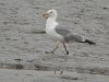 Yellow-legged Gull at Two Tree Island (Steve Arlow) (64724 bytes)